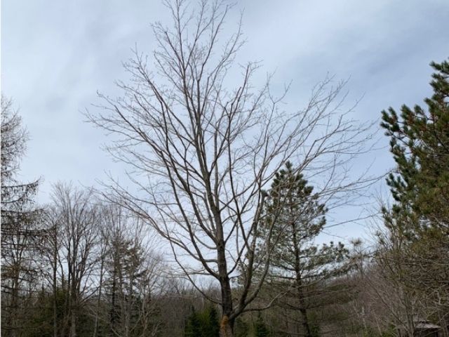 Sugar Maple After